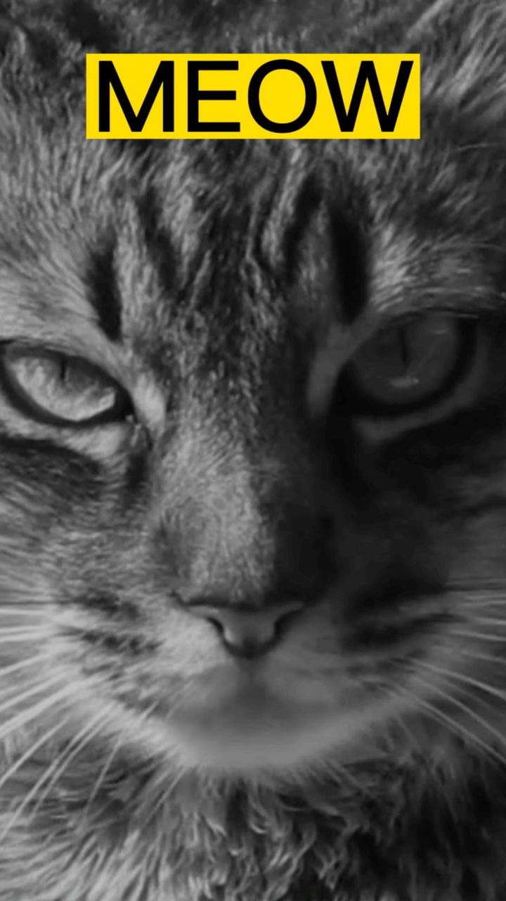 Miaou