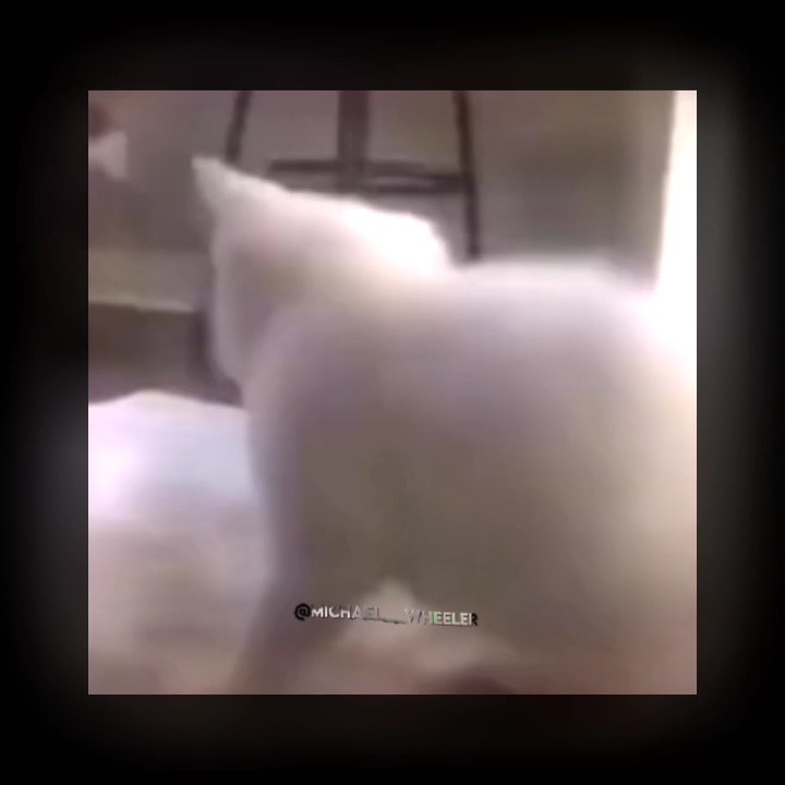 dancin cat edit