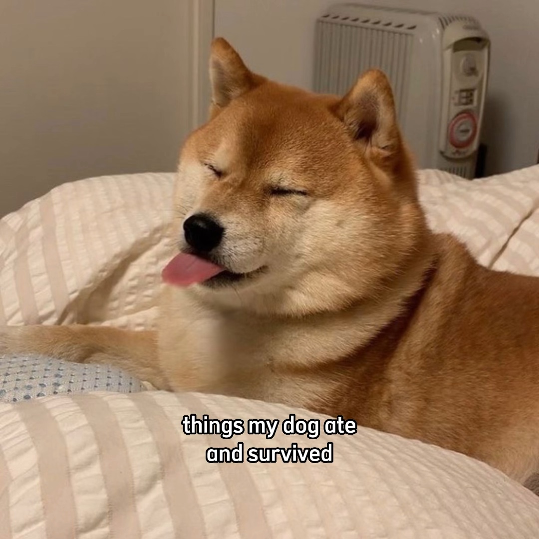 Pet🐾