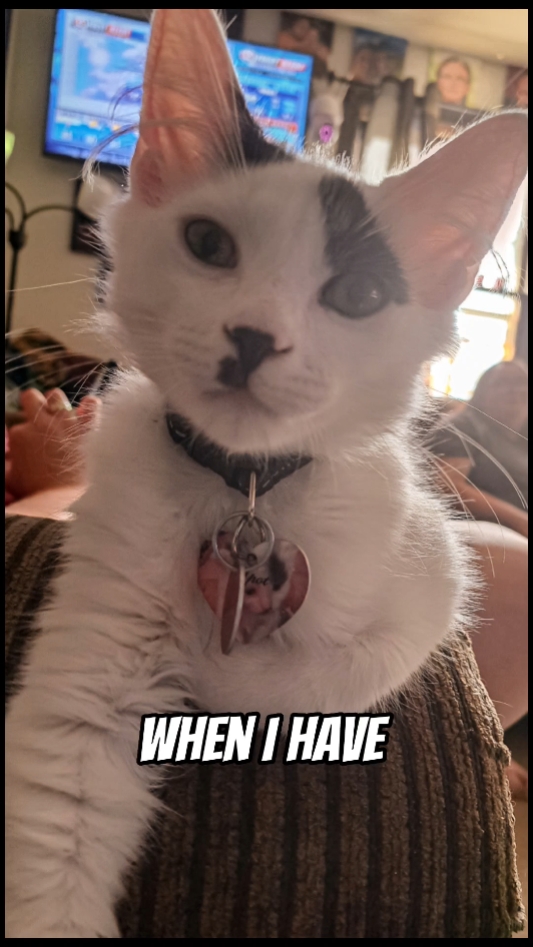 Pets Love....