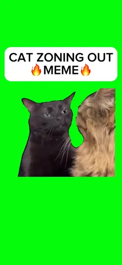 CAT ZONING OUT MEME