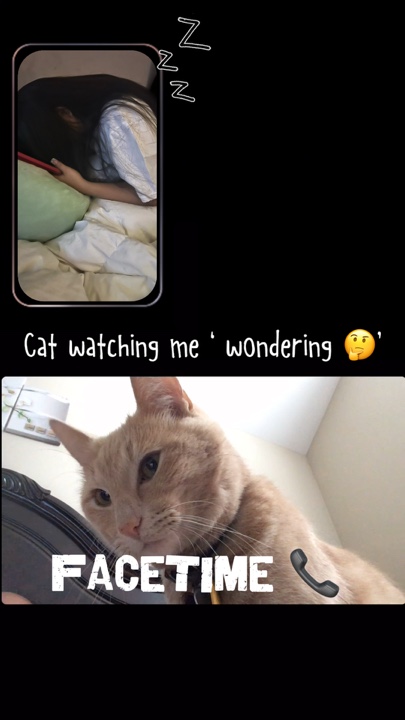 FaceTime cat 