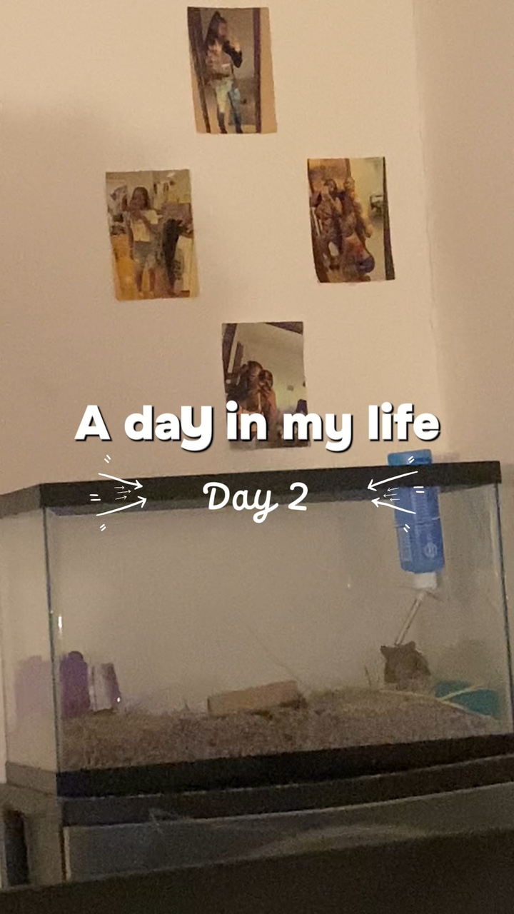 New journey 🐹