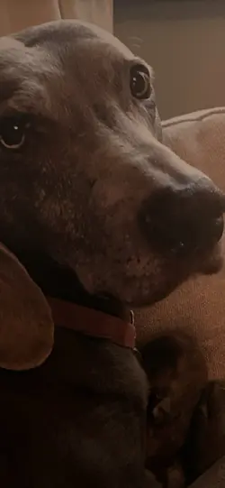 Rip Sydney 🥺