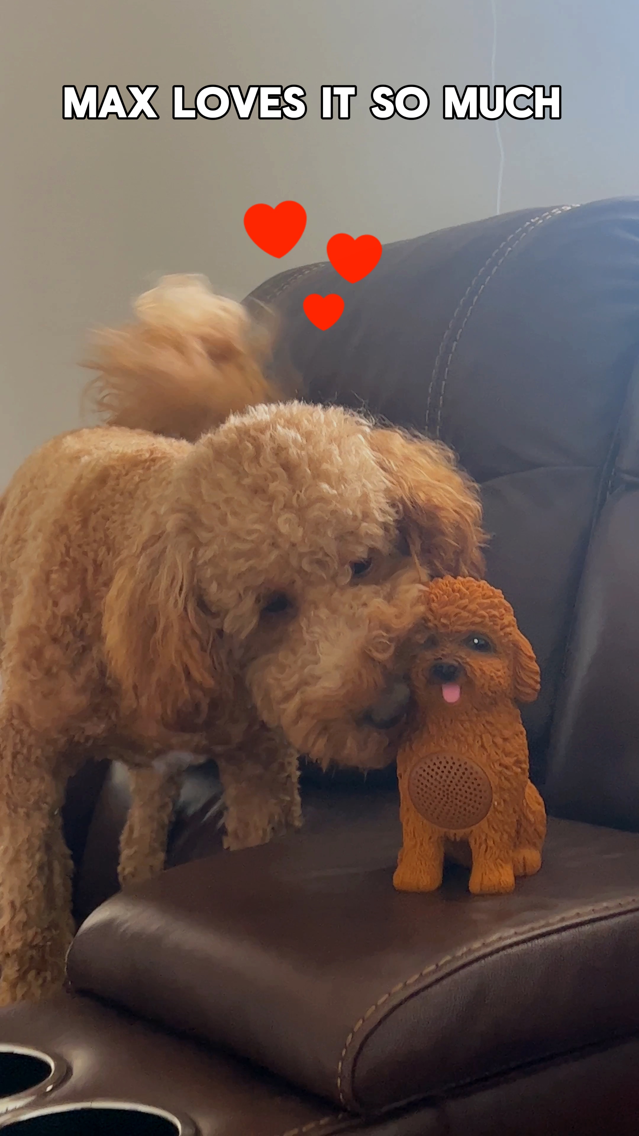 Cute dog edit 