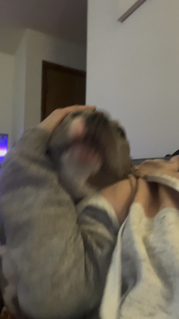 Dog Owner