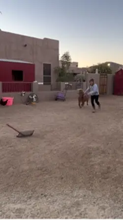 Mini pony jumping