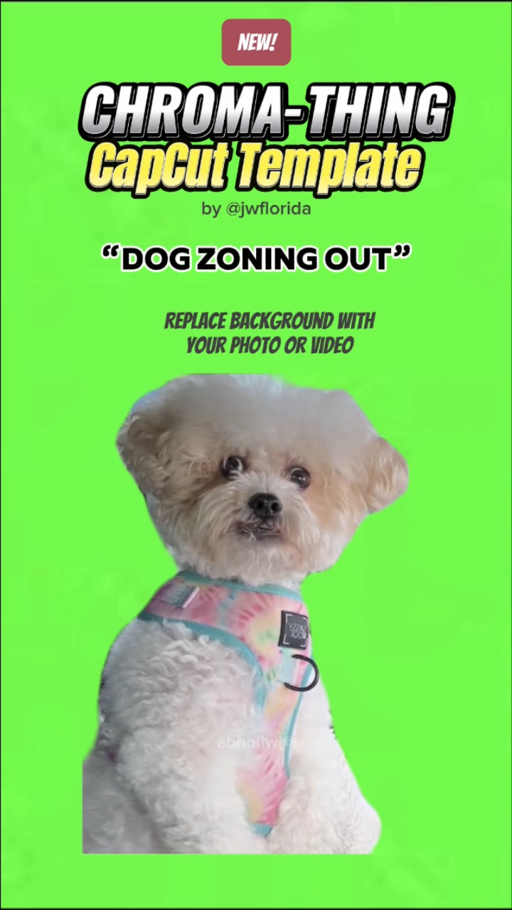 dog zoning out