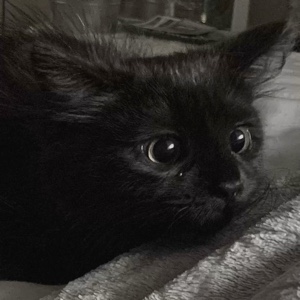 Gatitos