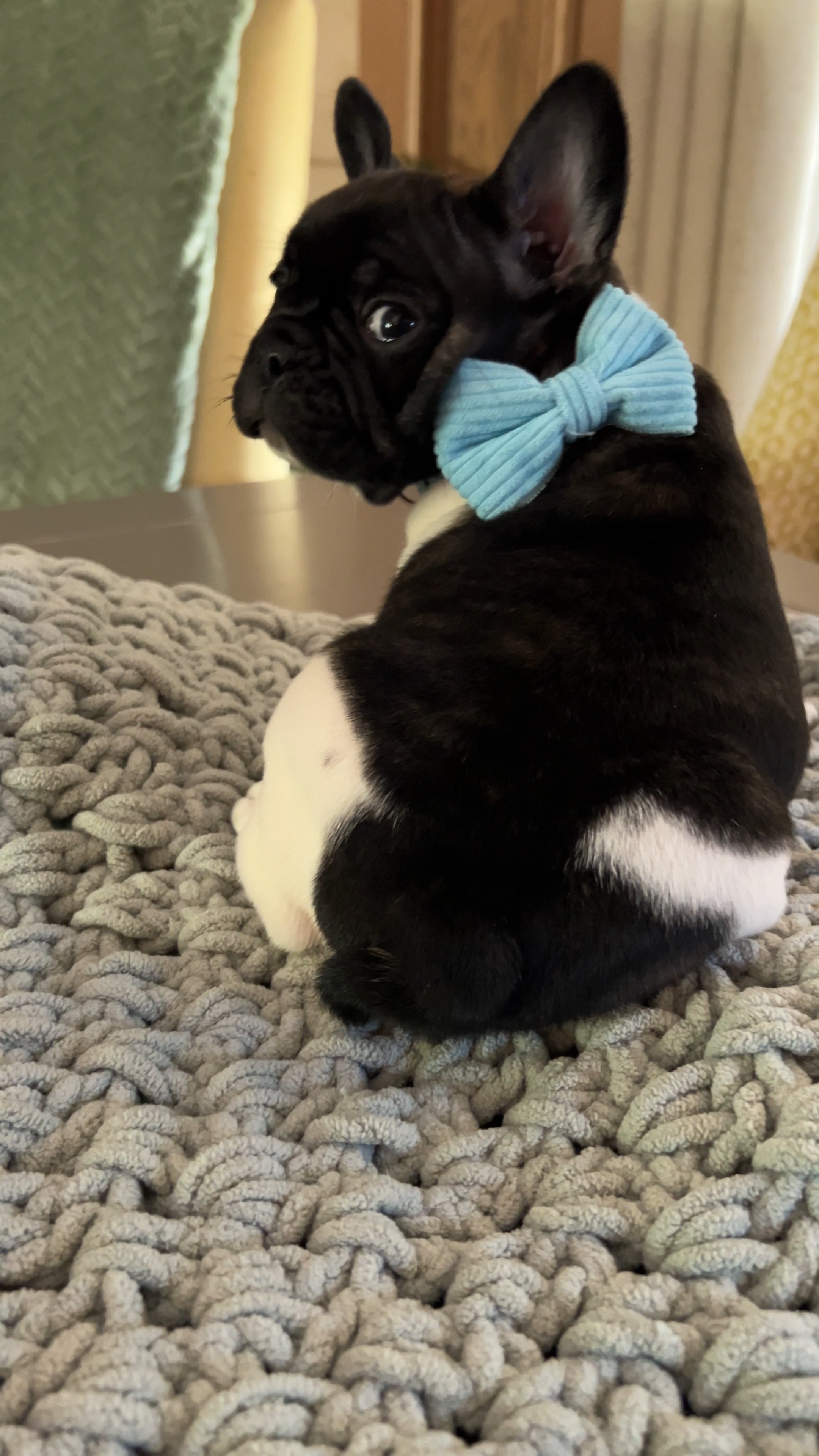 French Bulldog puppy
