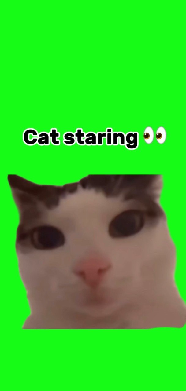 bakan kedi 