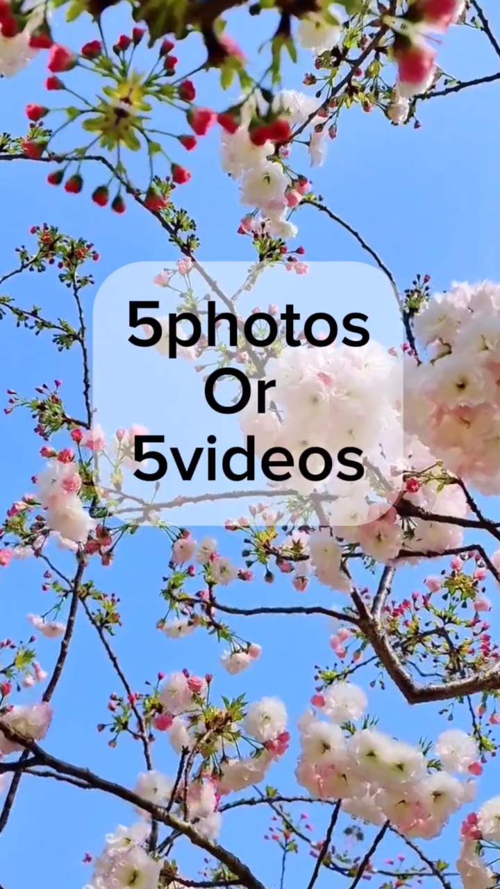 사진 5장/동영상 5장