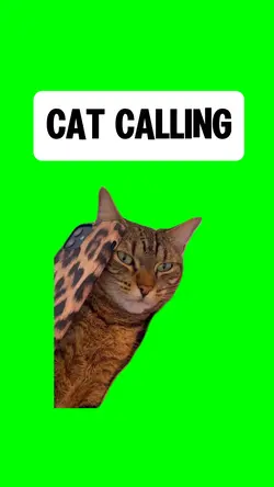 CAT CALLING