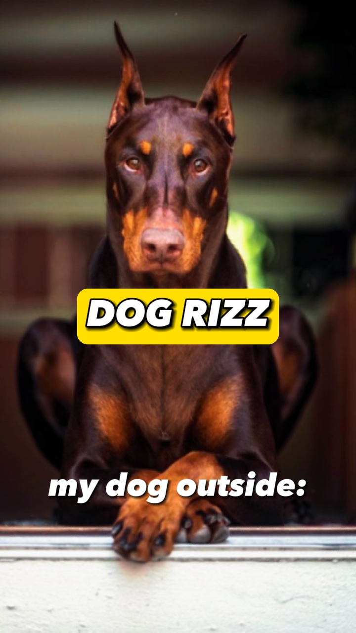 Perro Rizz