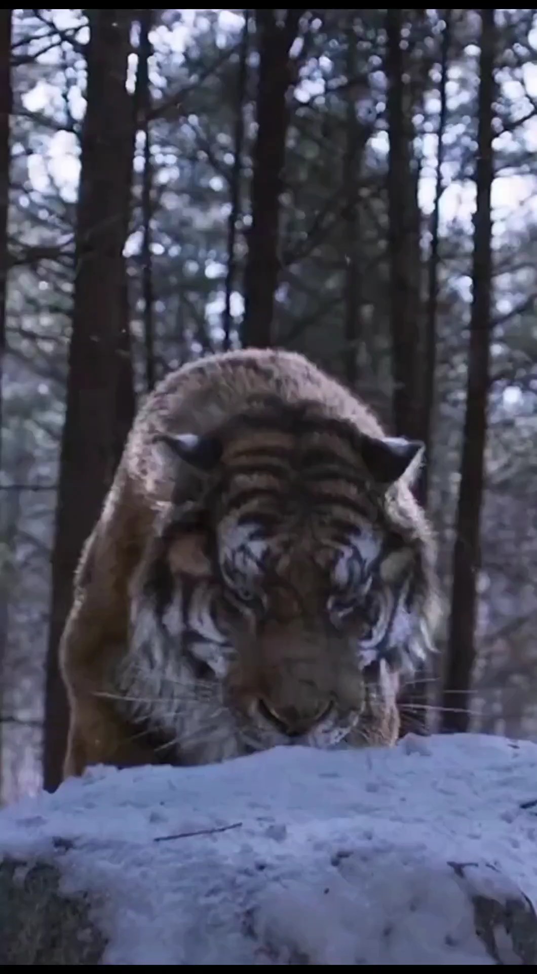Aslan