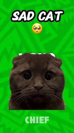 Sad cat
