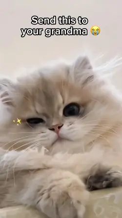 Cute cats