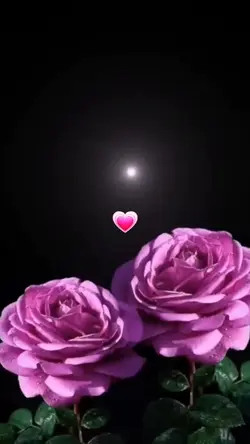 Pink Rose