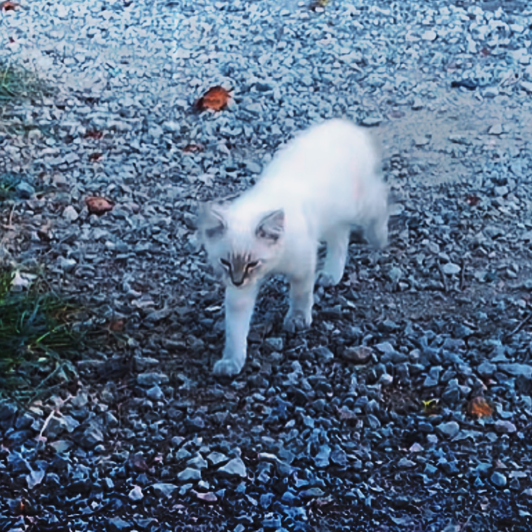 Edit of my cats - !!