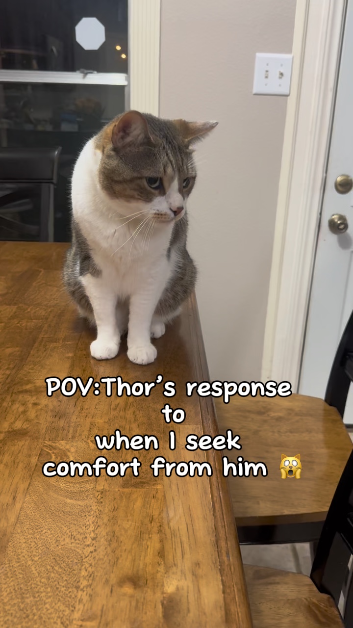 Cats wisdom