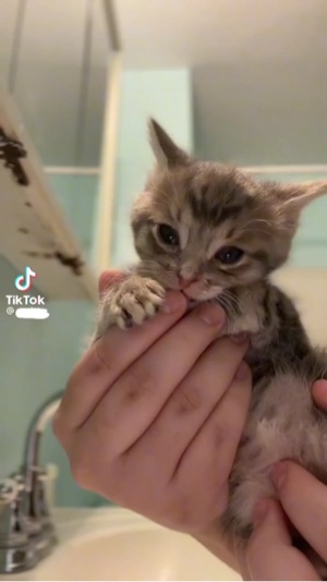 고양이 춤 