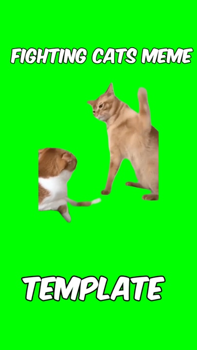 Kämpfende Katzen 