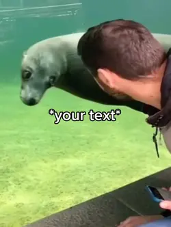 Staring seal
