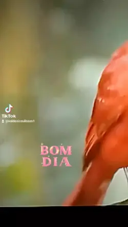#capcut#trendbomdia