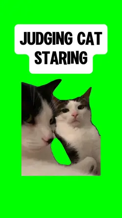 JUDGING CAT STARING