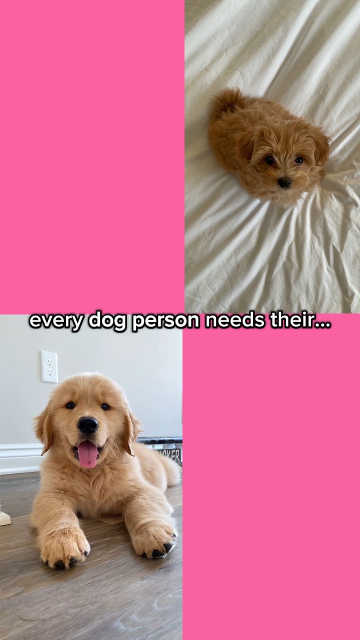 dog/cat person