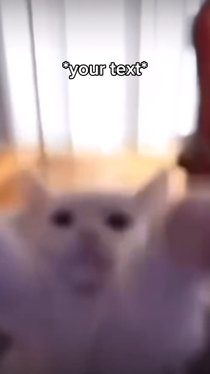 Gato feliz