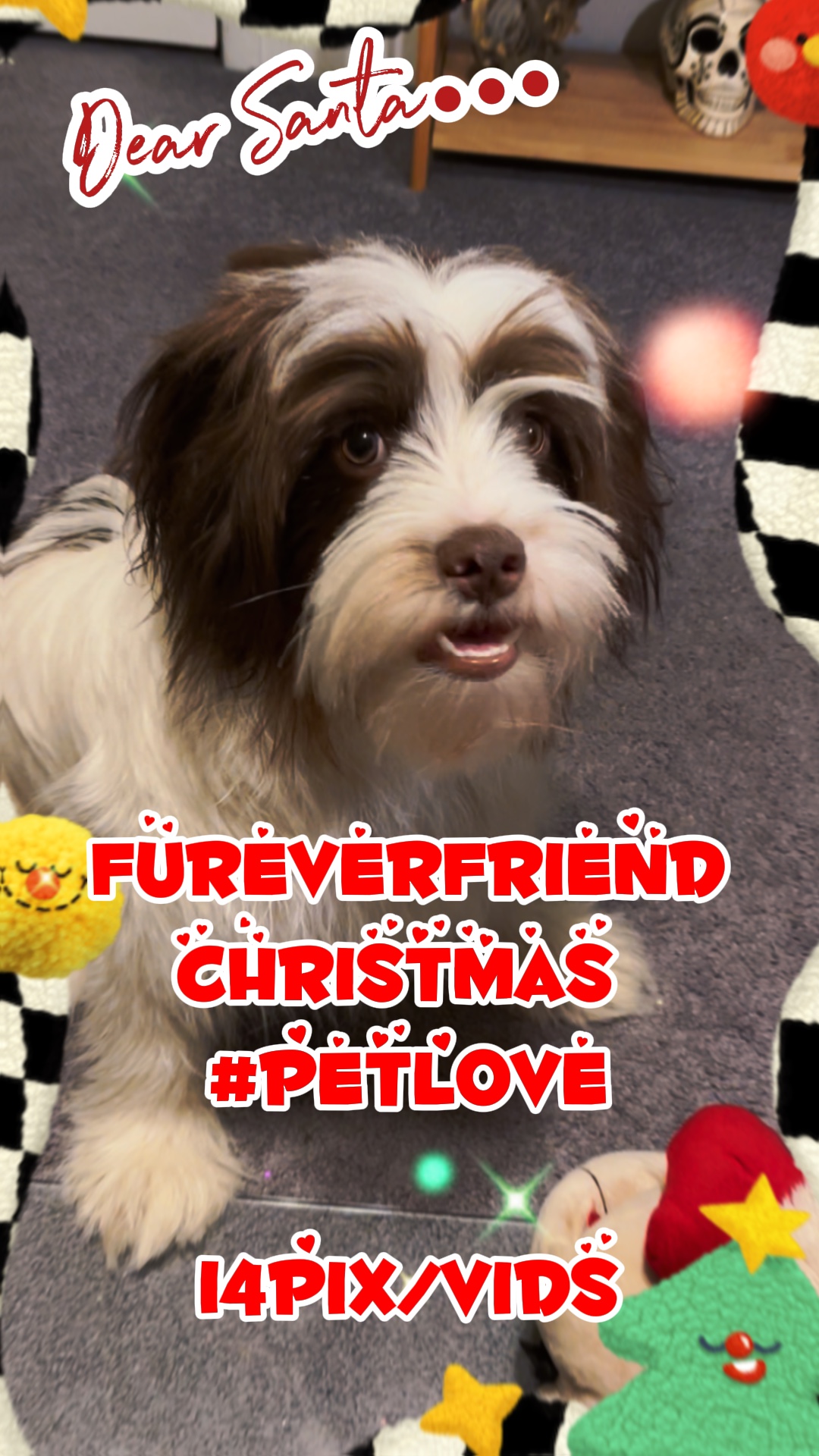 Navidad de mascotas 🐶🙀 🎄