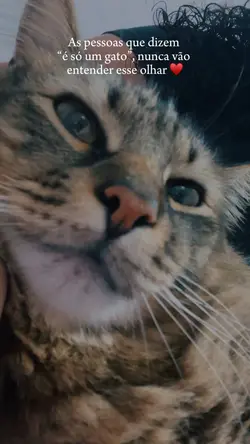 Trend de gatinhos