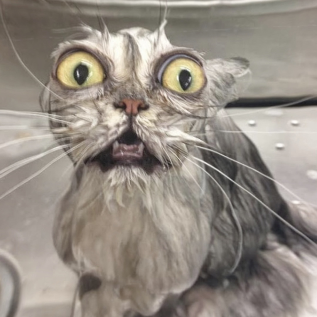 Goofy lustige Katzen