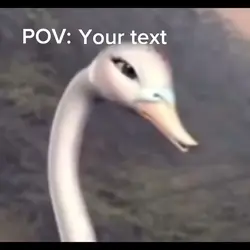 Enter your text