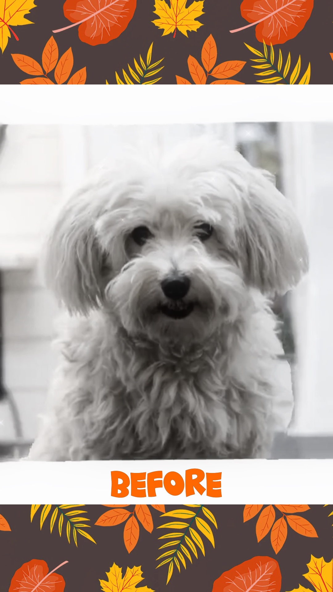 Dog Grooming Fall 