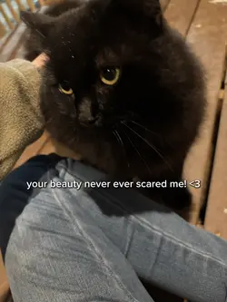 Black cats