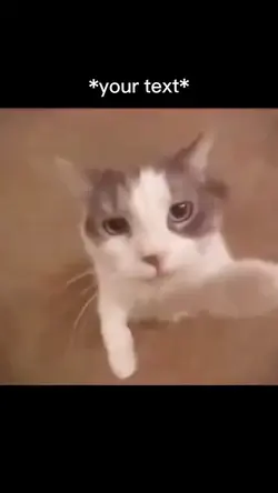 Cat kiss