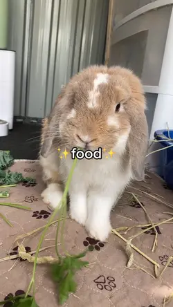 β¨I want foodβ¨
