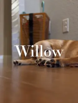 Dog name photo dump