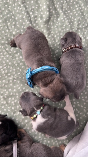 Cachorros 