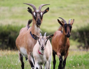 Trois chèvres