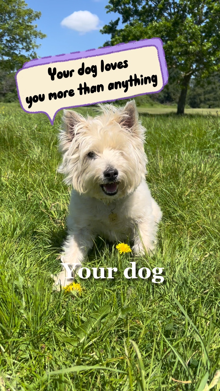 L'amour de votre chien ❤️ 