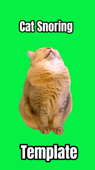 meme kucing mendengkur