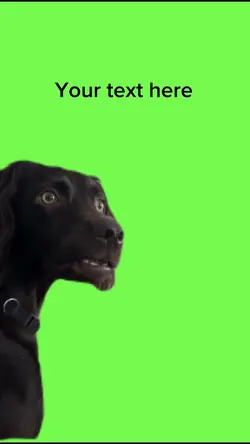 SUSPICIOUS DOG