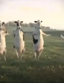 cow