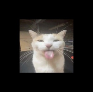 GATITO