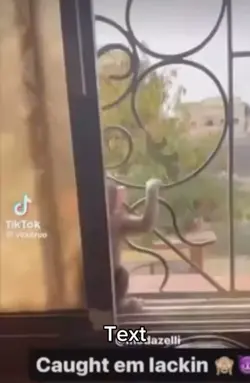 Monkey meme