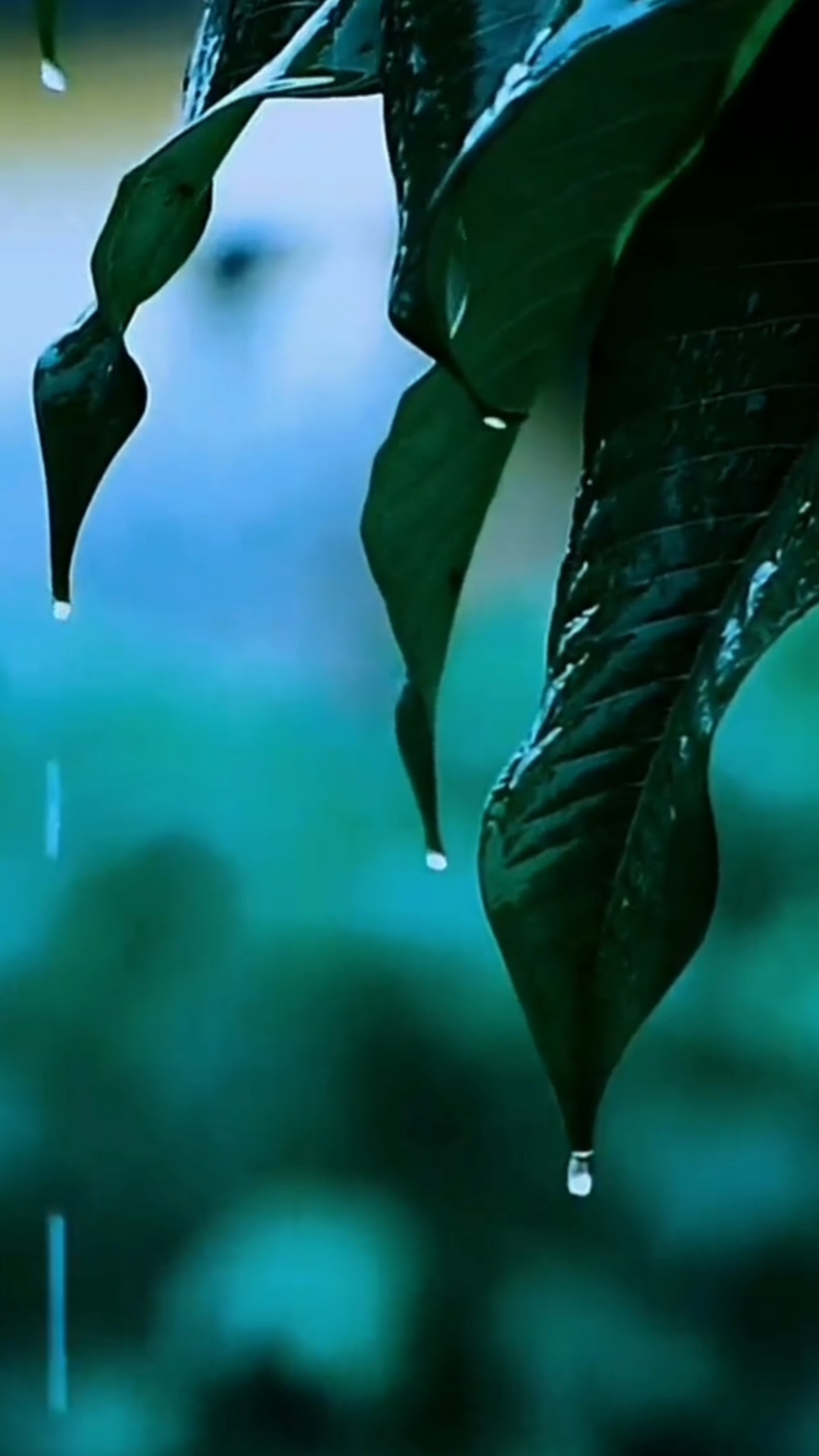Lágrimas de chuva caindo ❤️