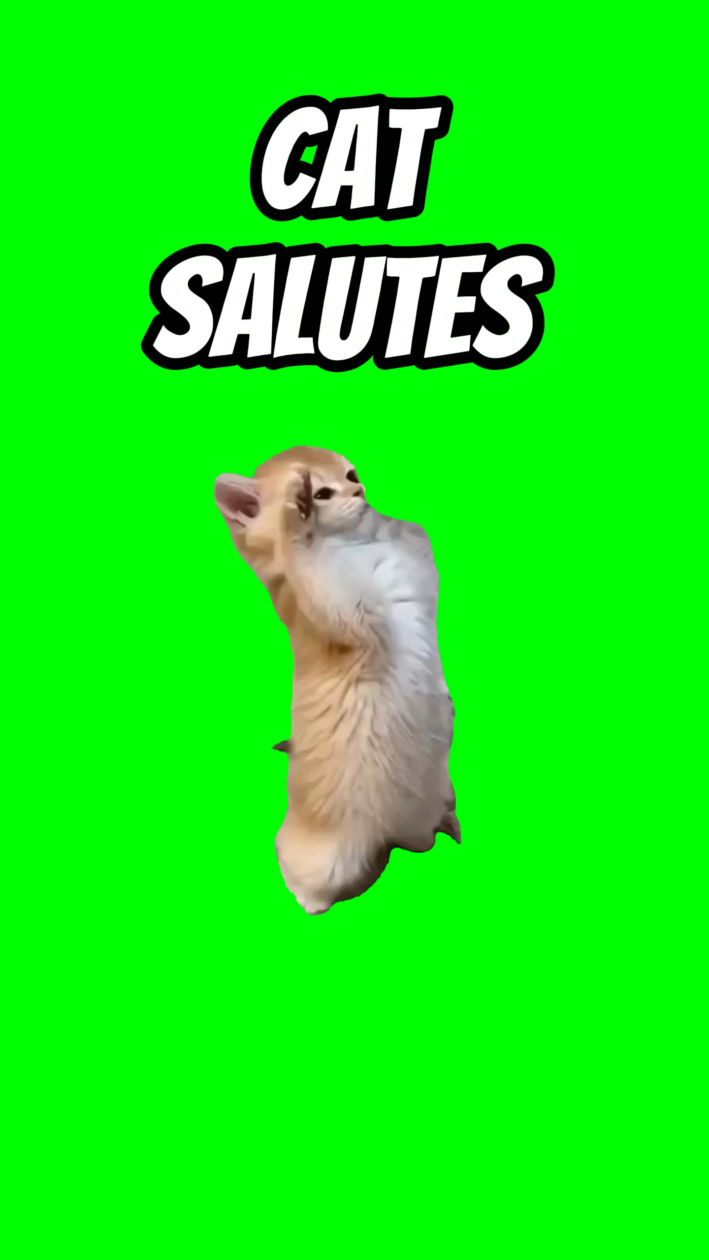Saludos de gato 